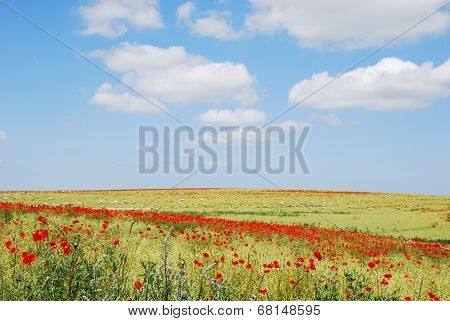 Danish Countryside