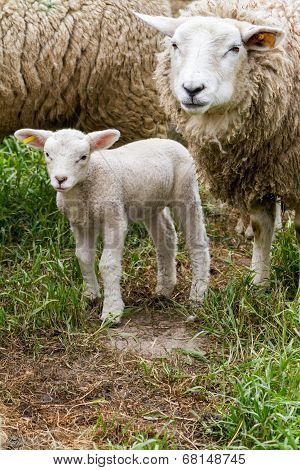 Lamb