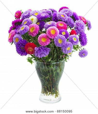 aster flowers
