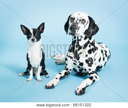 Chihuahua and Dalmatian