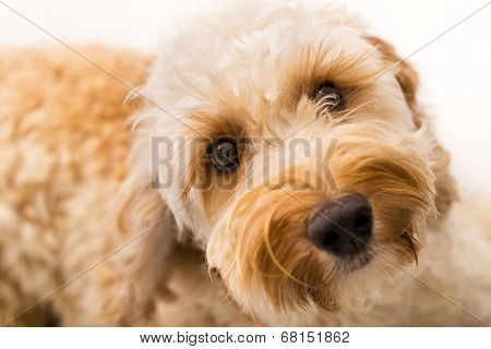 Labradoodle