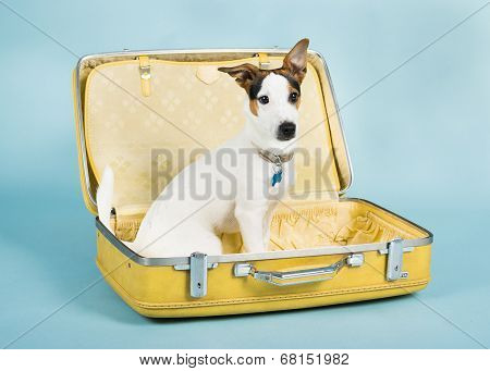Pups Holiday