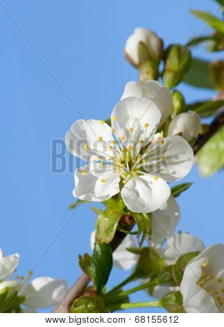 Flowers Apple Closeup