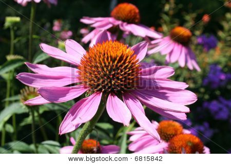 Pink flower