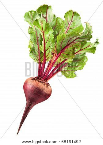 Fresh Beetroot