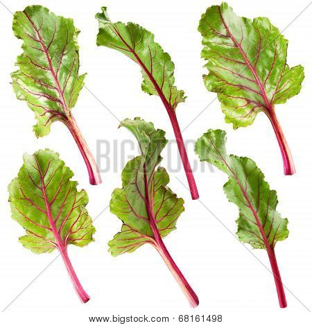 Leaf Beet