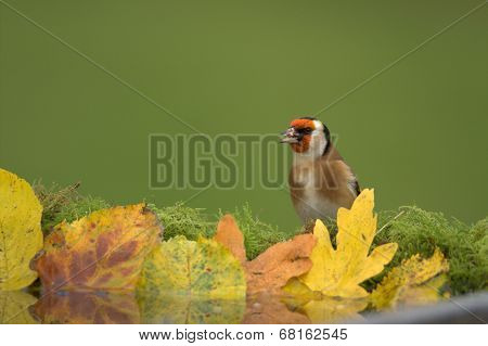 Goldfinch