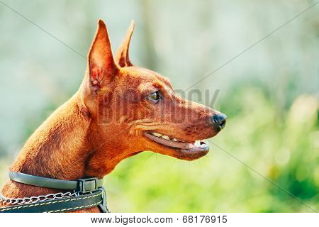 Close Up Brown Dog Miniature Pinscher Head