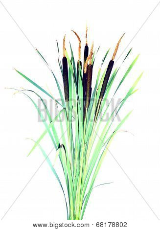 Plant Reeds Isolated