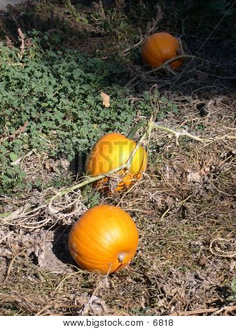 Pumpkins On The Vine
