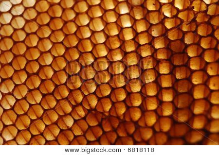 Miód w plastrach