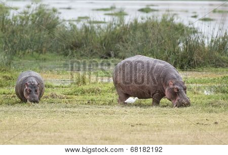 Hippopotamuses