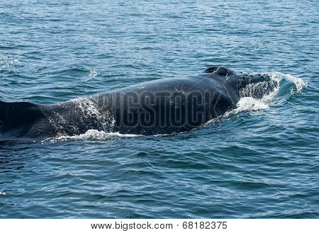 Mighty Humpback whale (Megaptera novaeangliae) seen from the boat near Husavik, Iceland