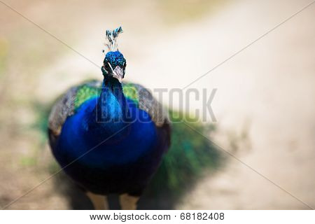 Peacock