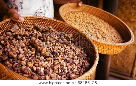 Kopi luwak