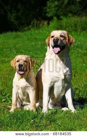 Labrador retriever-mother and her puppy