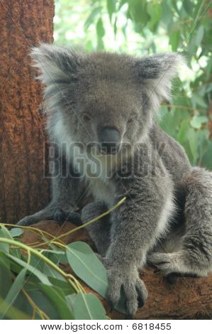 Koala ağaç üzerinde