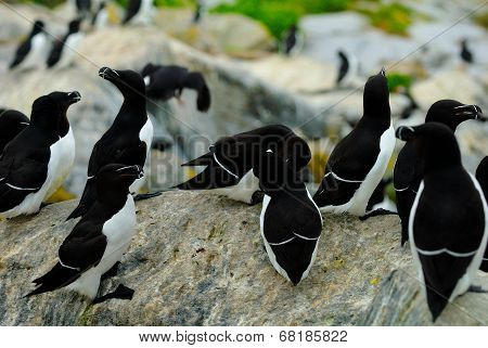 Razorbills