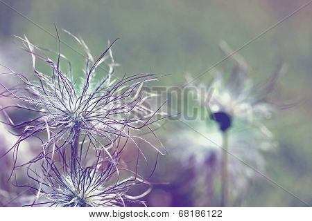 Pulsatilla Vulgaris Seedhead