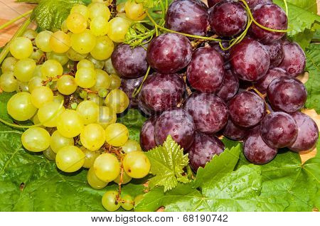 Bunch Of Grapes,