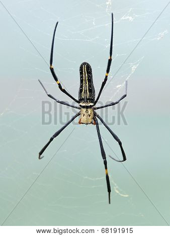 Golden Orb Spider (Nephila pilipes)