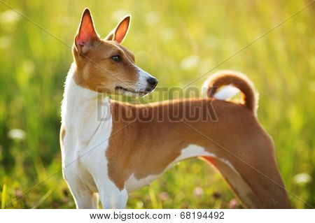 Short Haired Hunting Dog Stares Somewhere