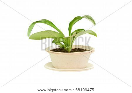 Small Plant In Bagasse Bowl