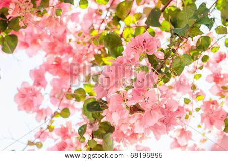 Paper Flowers Or Bougainvillea