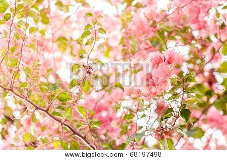 Paper Flowers Or Bougainvillea