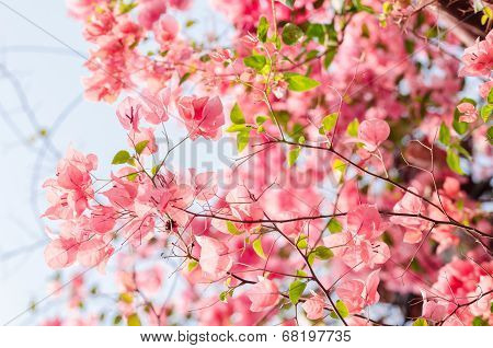 Paper Flowers Or Bougainvillea