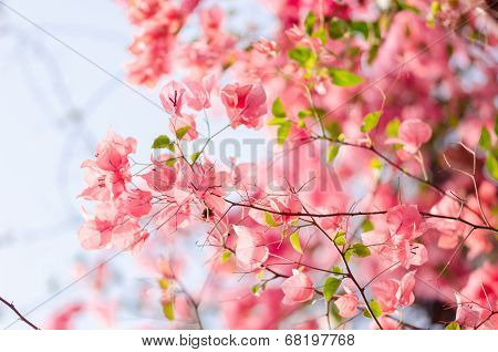 Paper Flowers Or Bougainvillea