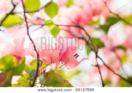 Paper Flowers Or Bougainvillea