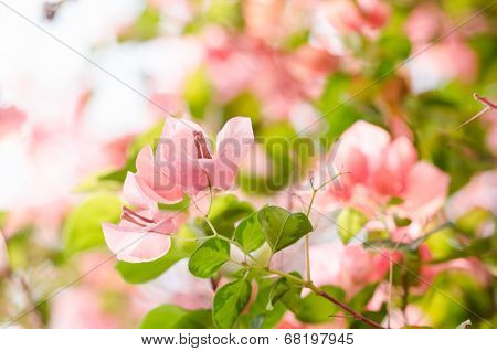 Paper Flowers Or Bougainvillea