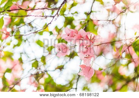 Paper Flowers Or Bougainvillea