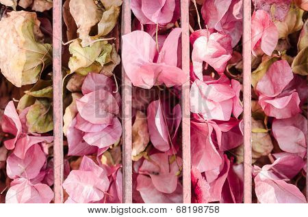 Paper Flowers Or Bougainvillea