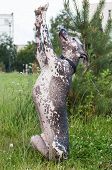 Xoloitzcuintle - Hairless Mexican Dog  Stand On Rear Leg