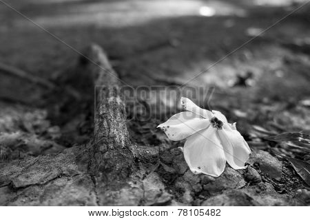 Root and Flower