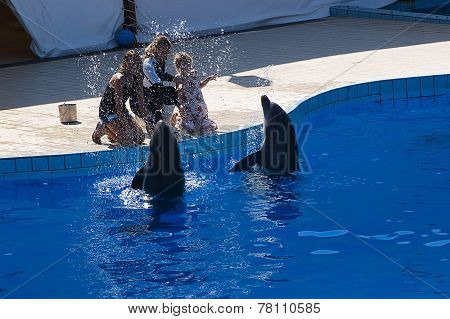 Dolphins