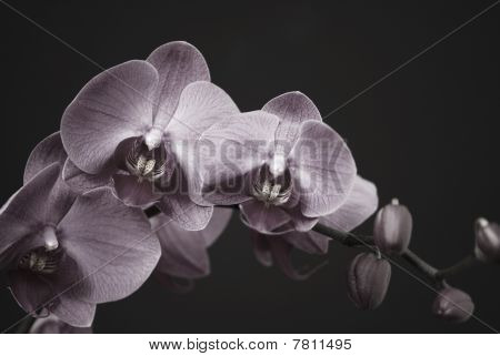 Orkidé med en knoppar