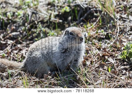 Ground Squirrel