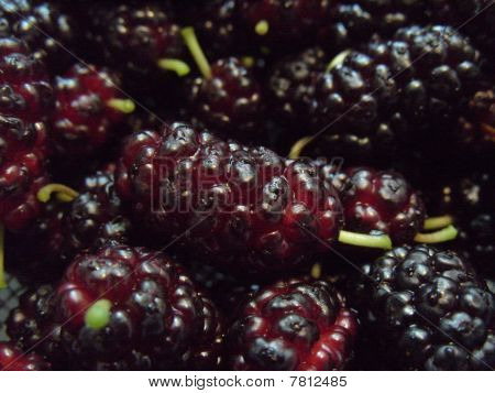 Maulbeeren