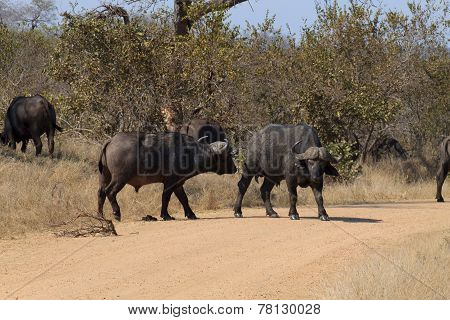Buffalo