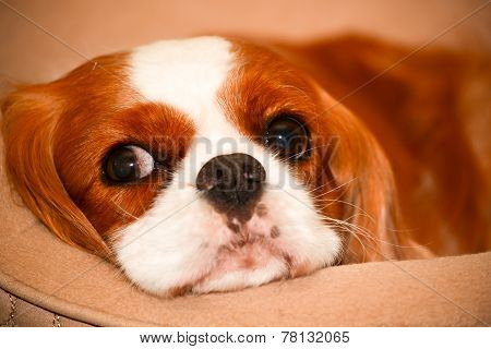 Cavalier King Charles Spaniel