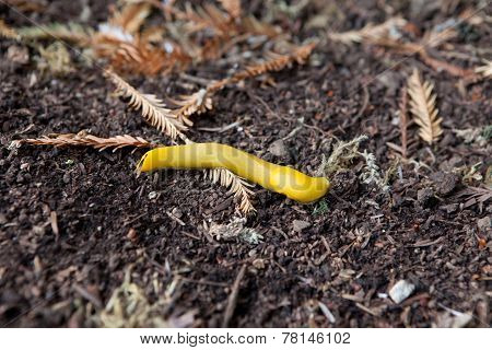 Yellow Banana Slug
