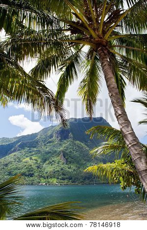 Tahiti Palm Tree