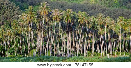 Jungle palm trees