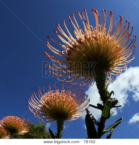 Proteas