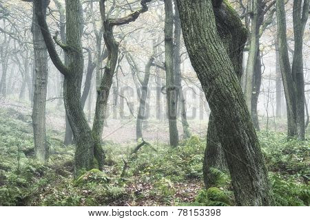 Landscape Of Forest With Dense Fog In Autumn Fall