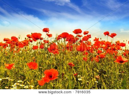 Coquelicots
