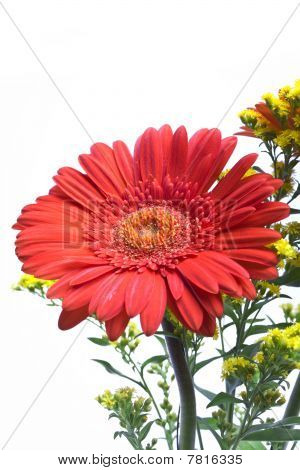 Gerbera og grønne grene